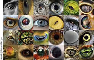 Animal-eyes-fig.jpg